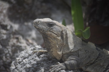 Mexican iguana in the stone