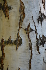 kora, drzew, tekstura, drewna, charakter, bagażnik, braun, deseń, bory, chropowaty, stary, naturalny, abstact, roślin, tekstura, dąb, nawierzchnia, bliska, drewniane, detail, sosna, materiał, pion, gr © Szymon