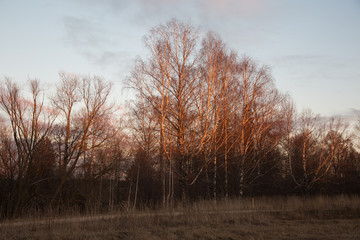 Autumn forest in the sun in the Republic of Mariel