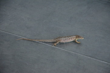 gekko, gad, zwierzak, charakter, dzika natura, izolowany, zwierzak, zieleń, makro, ogon, gecko, biała, dzika, braun, augen, drobny, podziałka, bliska, bliska, dragon, przeziębienie, krokodyl © Szymon