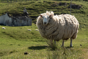 Isle of Skye Schottland / Schafe