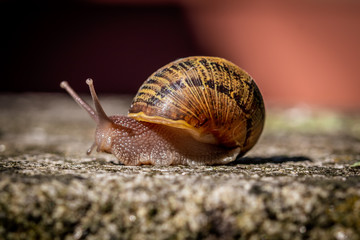 snail on the stone