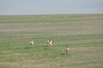 Antelope Butts