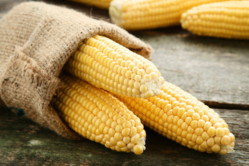 Ripe corn in sackcloth on grey wooden table