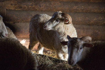 Obraz premium flock of domestic sheep and sheep in a shed in the village of Mariets, Republic of Mariel