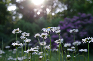 Marguerite meadow in the garden with many pretty flowers