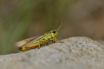 Männchen der Sumpfschrecke