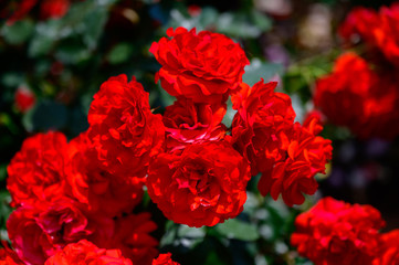 トランペッター　Trumpeter