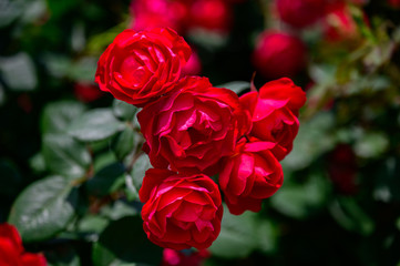 チェリー ボニカ　Cherry Bonica