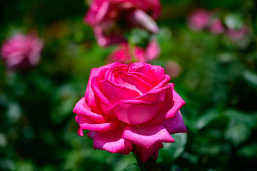 エスメラルダ　Esmeralda