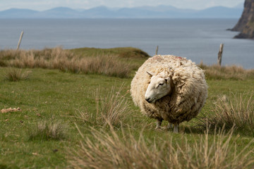 Isle of Skye Schottland / Schafe