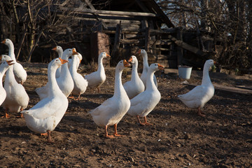 Domestic geese on a walk and in the setting sun eat in the yard