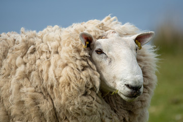 Isle of Skye Schottland / Schafe