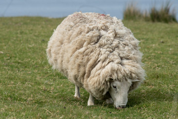 Isle of Skye Schottland / Schafe