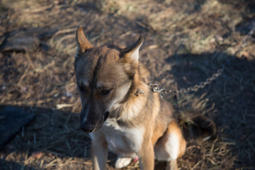 Domestic dog on a leash builds grimaces
