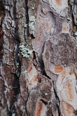 background texture the bark of the conifer macro