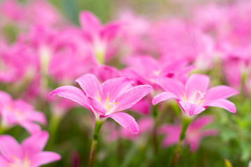 Pink Zephyranthes grandiflora beautiful on natural background