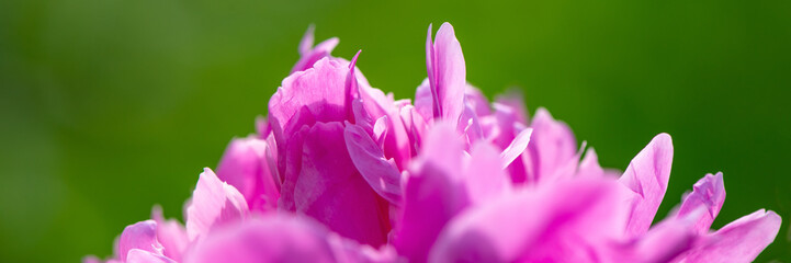 Peony flower petals on green background.