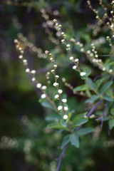 Floral spring background, soft focus. Branches of a flowering tree in spring outdoors macro. Beautiful flowering branch. Spring Garden. Spring flowers close up on a green background. summer day