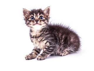 Beautiful fluffy tabby kitten with big blue eyes isolated