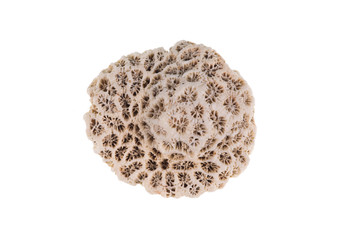 round white sea coral on a white background