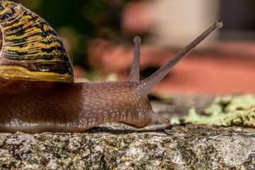 snail on the stone