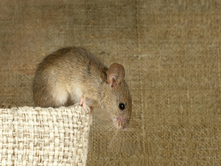 Close-up the vole mouse sits on top of linen bag and looks down on background of the canvas. Inside storehouse. Rodent control.
