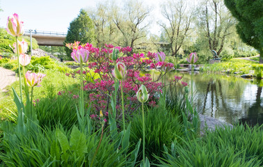 City Park "Karhula" Finland Kotka city. Blooming hydrangeas and pink tulips. Colorful photo of a park landscape.