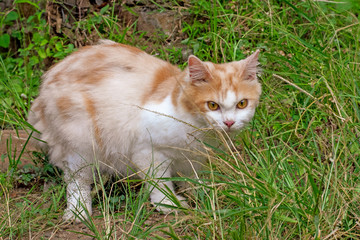 Naklejka na ściany i meble Portrait of a curious cat Scottish Straight isolated on natural background