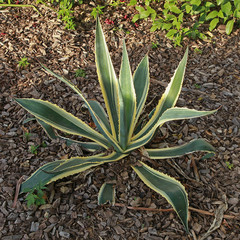 Obraz premium Agave americana panaché