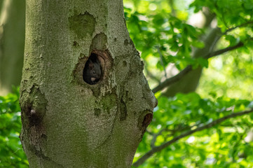 A young squirrel cub in a nest - 271292930