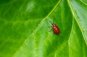 Lily Beetle - 271292994