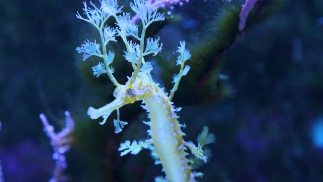 close up of leafy sea dragon with tilt up from body to head