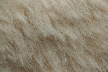 Light brown dog fur