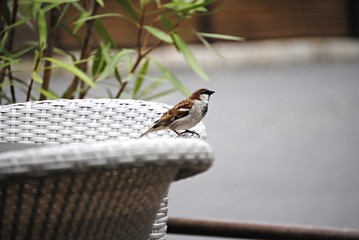 Naklejka premium Moineau