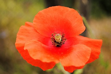 Coquelicot