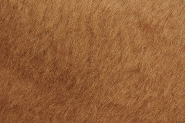 Short brown cub fur