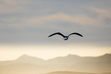 Birds of Israel, birds of the Holy Land