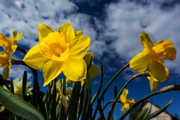 Obraz premium Daffodils on the background of bright blue sky with light clouds. The concept of summer flowering, growing flowers, gardening. Image suitable for posters, postcards, photo pictures. 