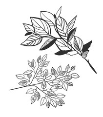 vector sketch illustration design elements plant laurel