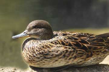 Weibliche Krickente, Anas crecca