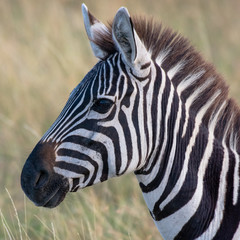 Naklejka na ściany i meble Zebra in african savannah, at Masai Mara , Kenia