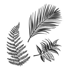 vector sketch illustration design elements plant leaves palm fern