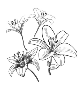 vector sketch illustration design elements plant lily flower