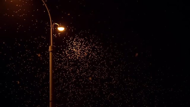 Ephemera hainanensis - mayfly or also known as fishflies, shadflies or up-winged flies. Mayflies swarming on the ground around street lights at night time. Mating season, wild insect animals