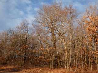 Obraz na płótnie Canvas winter trees and sky