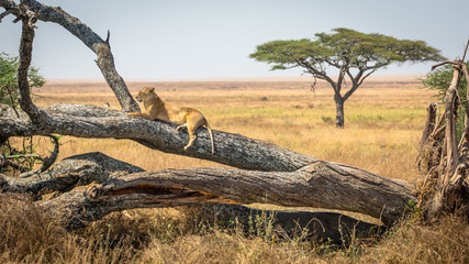 Lioness resting on a tree, at Serengeti National Park, Tanzania