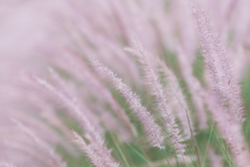 Beautiful flowers colorful In spring garden