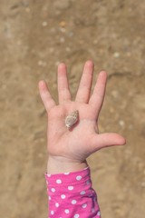the hand with the shell on sand background. children's hand holding a shell on the palm.
