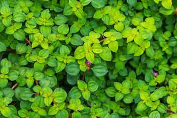 Green leaves background in spring season